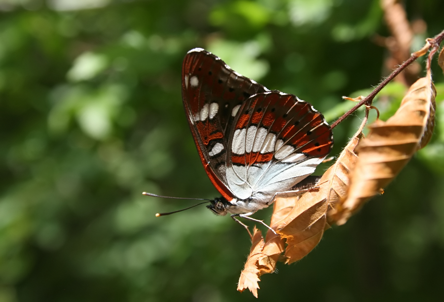 6479_Blauwe ijsvogelvlinder - Paklenica N.P. (Kroatia).jpg